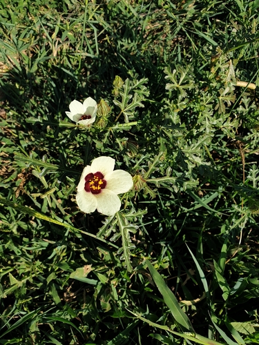 flower-of-an-hour