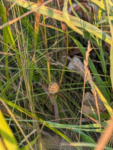 Banded Garden Spider