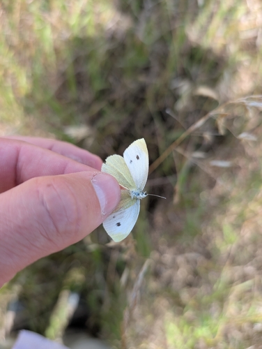 Small White