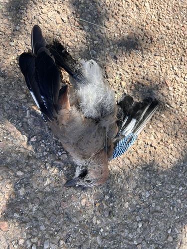 Eurasian Jay