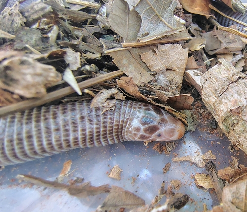 Mertens' Worm Lizard