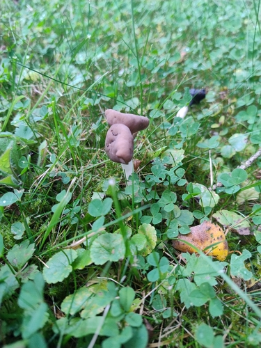 Saddle-shaped False Morel