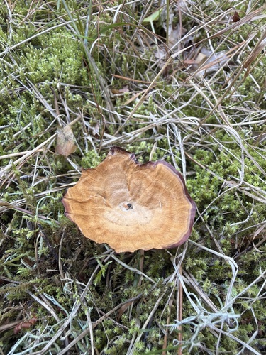 Brown Funnel Polypore