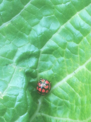 Lunate Lady Beetle