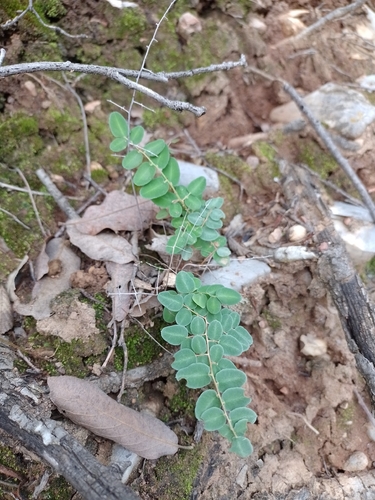 Pellaea intermedia