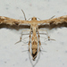 Fire-flag Plume Moth - Photo (c) Anupam Phillip, all rights reserved, uploaded by Anupam Phillip