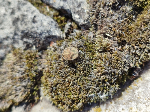European Striped Shield Bug