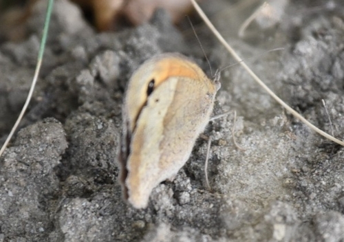 Meadow Brown