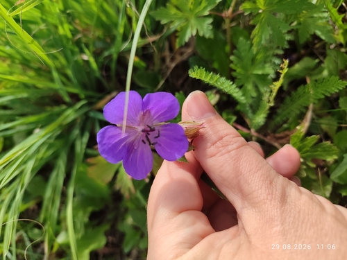Meadow Crane's-bill