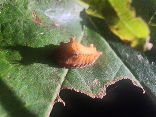 Smaller Parasa Moth