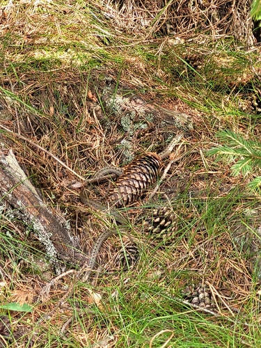 Smooth Snake