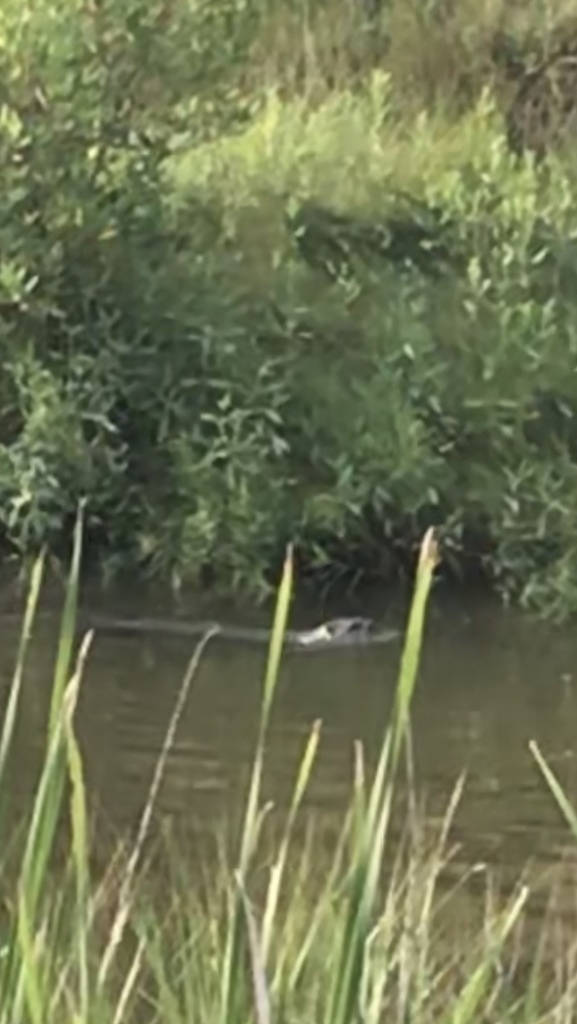 North American River Otter in May 2020 by laura8157 · iNaturalist