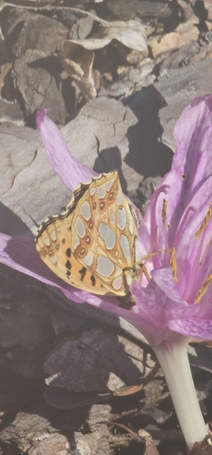 Queen of Spain Fritillary