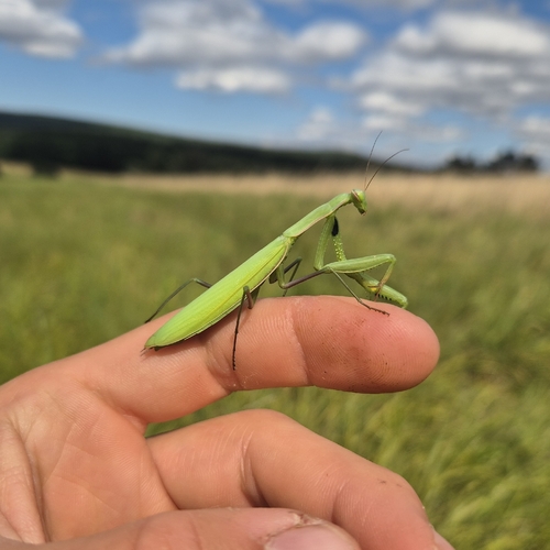 European Mantis
