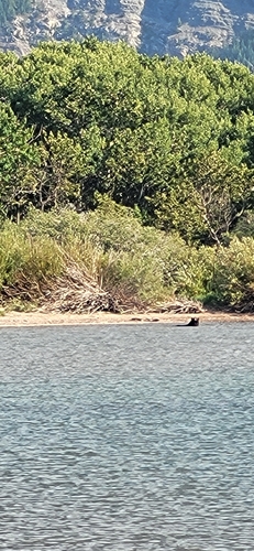 Black Bear sighting near Waterton Park