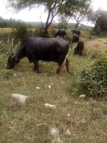 Domestic Water Buffalo