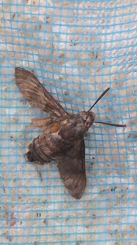Eurasian Hummingbird Hawkmoth