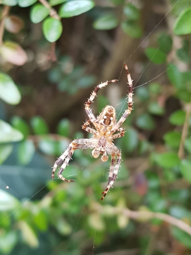 Cross Orbweaver
