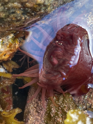 Atlantic Beadlet Anemone