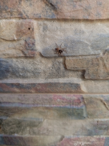 Half-edged Wall Jumping Spider