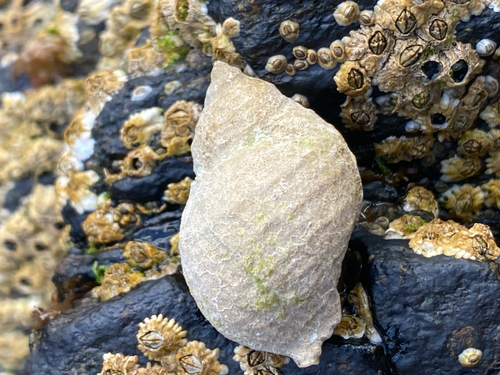 Atlantic Dogwhelk