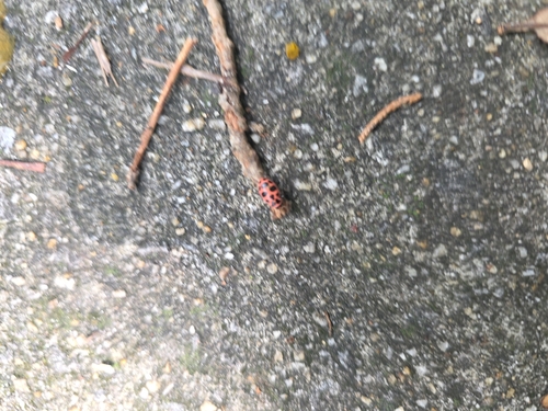 Spotted Pink Lady Beetle