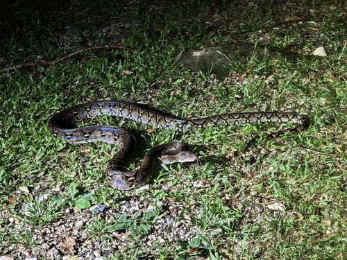 Reticulated Python
