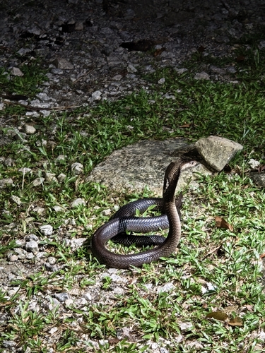Monocellate Cobra