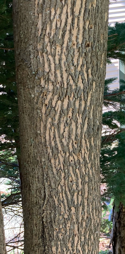Emerald Ash Borer