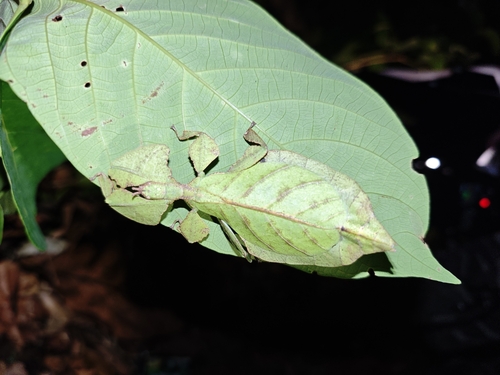 Gray's Leaf Insect
