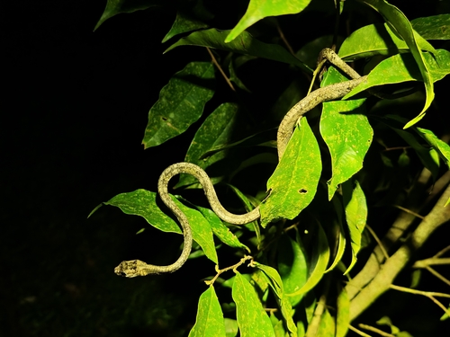 Blunthead Slug Snake