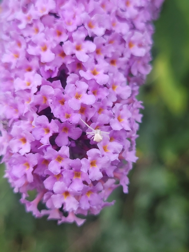 Butterfly bush