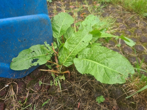 broad-leaved dock