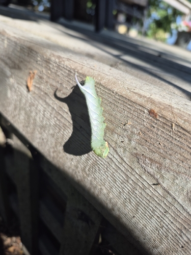 Great Ash Sphinx