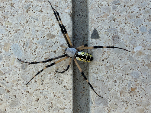 Yellow Garden Spider