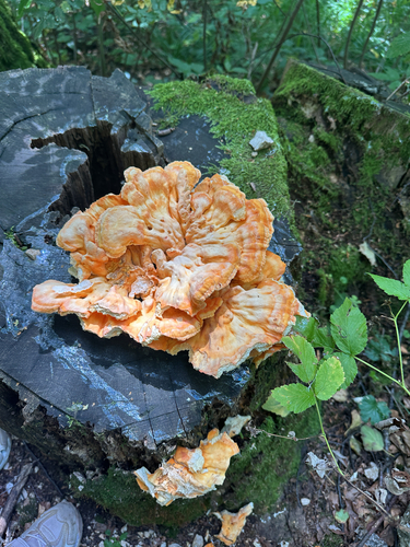 chicken of the woods