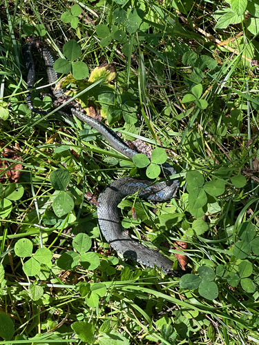 grass snake