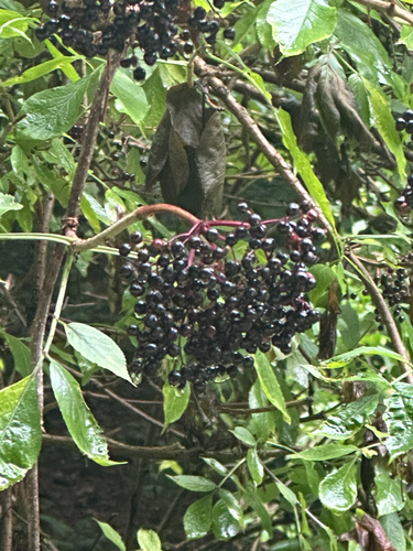European black elderberry