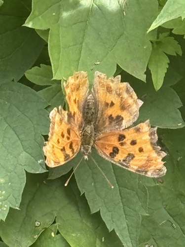 Satyr Comma