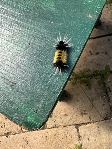 Spotted Tussock Moth