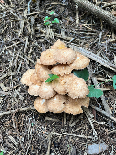 Ringless Honey Mushroom