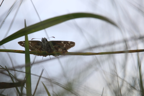 Large Grizzled Skipper