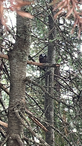 Northern Saw-whet Owl observed by victoriabenson