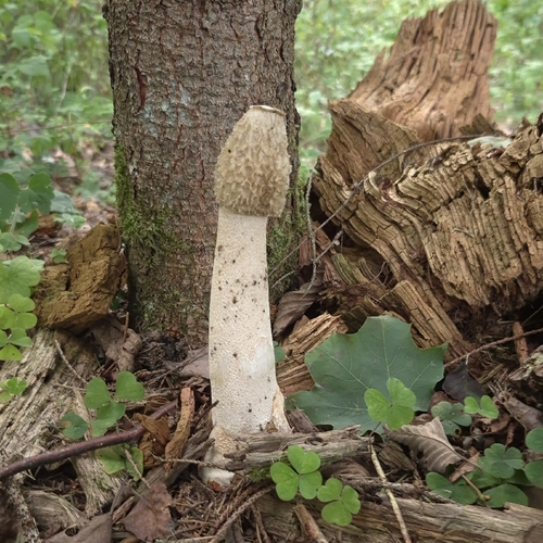 common stinkhorn