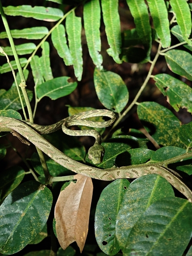 Green-headed Cat Snake