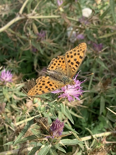 Queen of Spain Fritillary