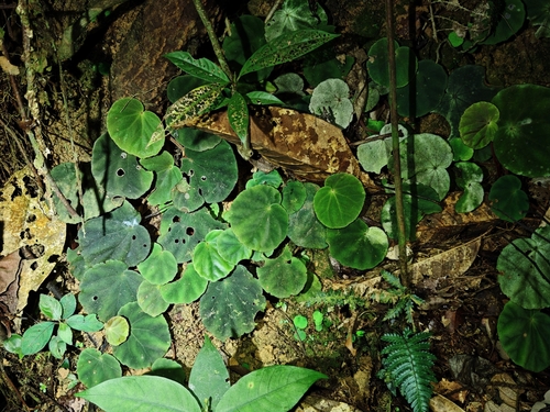 Begonia thaipingensis