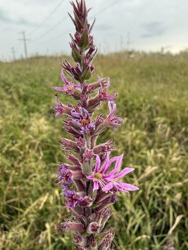 purple loosestrife