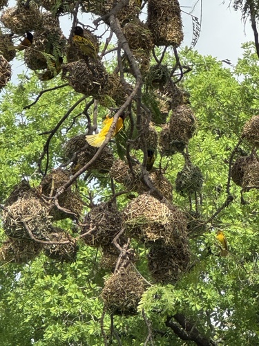 Village Weaver