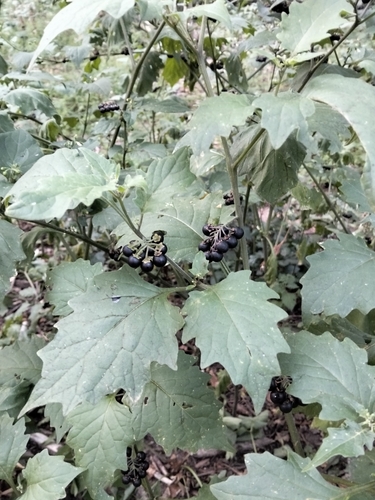 black nightshade